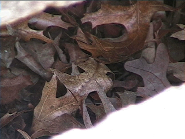 New Bridge Baptist Church Cemetery 17
