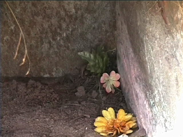 New Bridge Baptist Church Cemetery 26